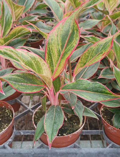 4" Aglaonema Creta  